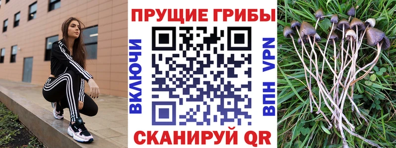 Псилоцибиновые грибы GOLDEN TEACHER Менделеевск